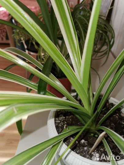 Хлорофитум