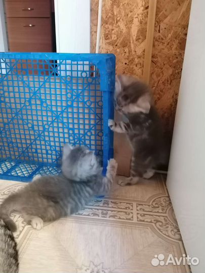 Британская кошка