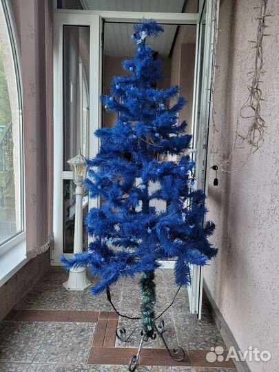 Ель голубая