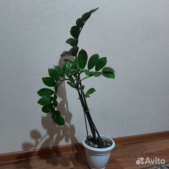 Замиокулькас