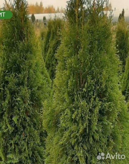 Туя смарагд