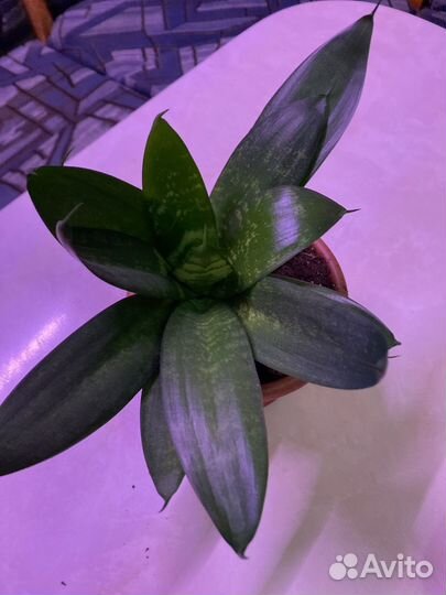 Сансевиерия