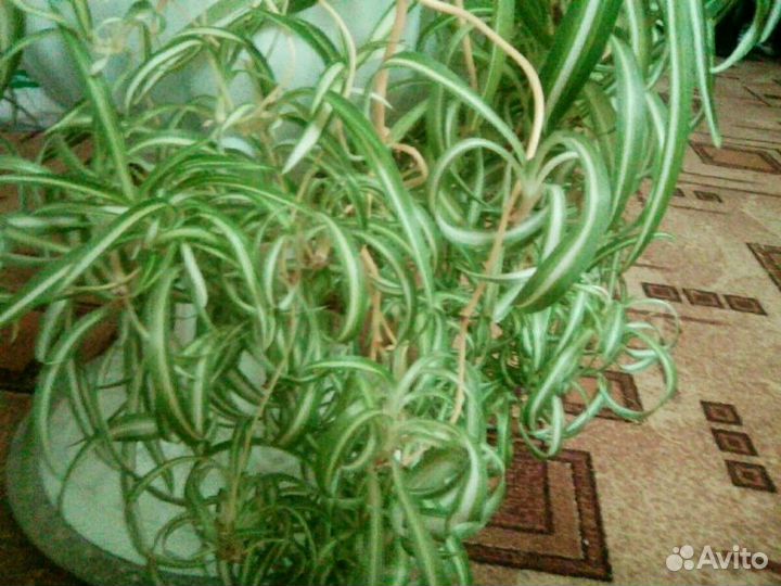Хлорофитум хохлатый