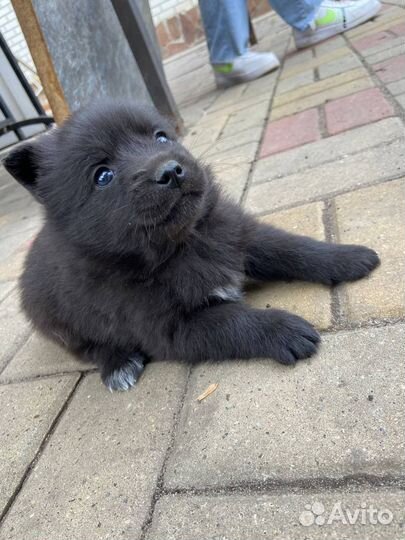 Щенки от японского шпица