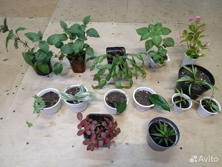 Комнатные цветы