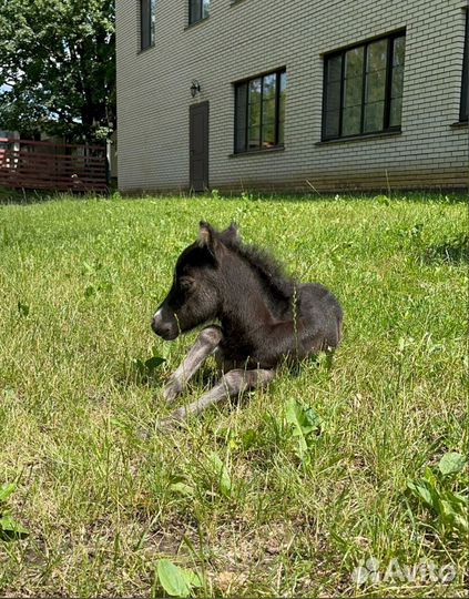 Американская миниатюрная лошадь (мини пони)