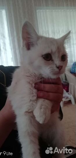 Кошечка в добрые руки