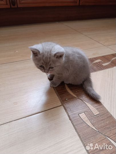 Шотландская