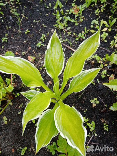 Хосты, разные виды