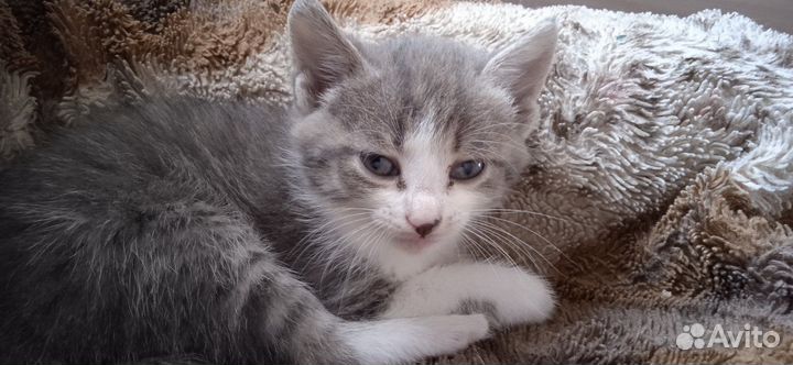 Отдам котят
