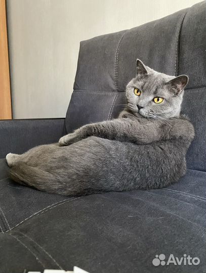 Британский котик