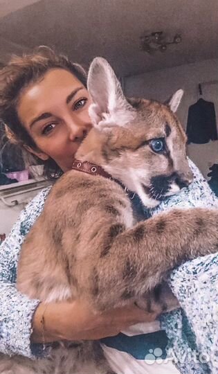 Передержка животных и птиц