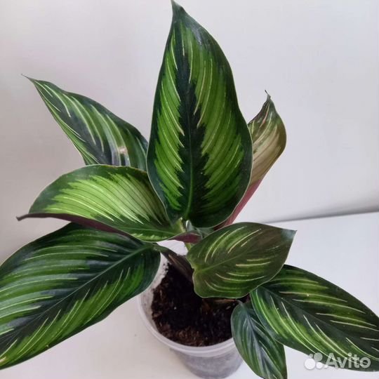 Калатея Пинстрайп Бьюти Стар