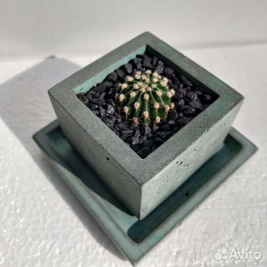 Кактусы и суккуленты а бетонных горшках