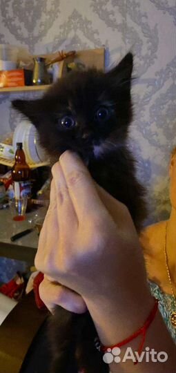 Кошки бесплатно