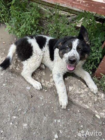 Собака в добрые руки