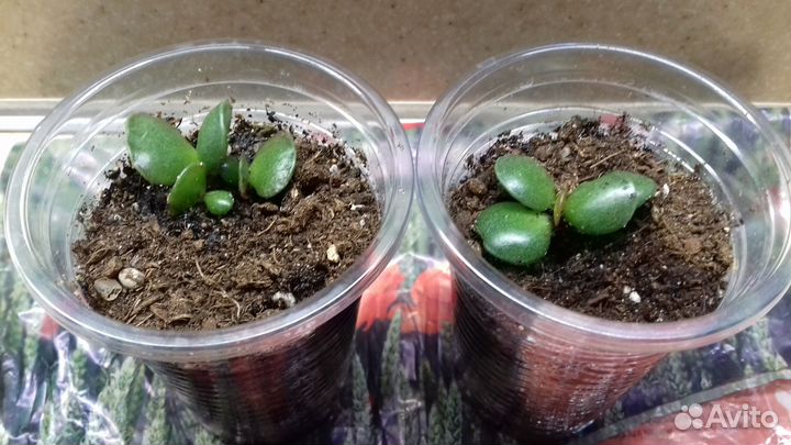 Адромискус