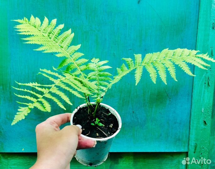 Папоротник