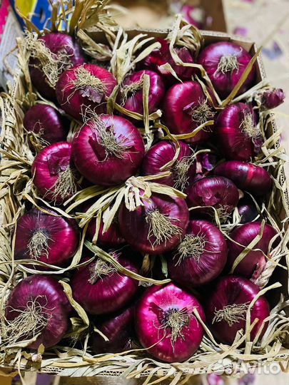 Ялтинский лук с Крыма