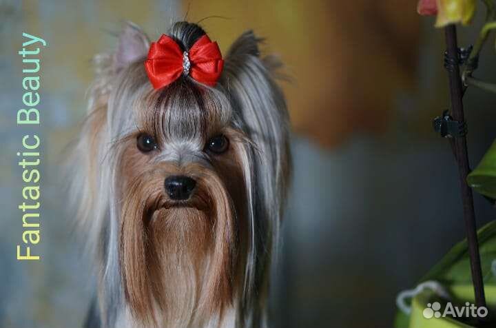 Йоркширский терьер