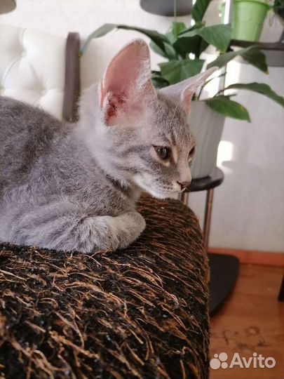 Котенок сфинкса