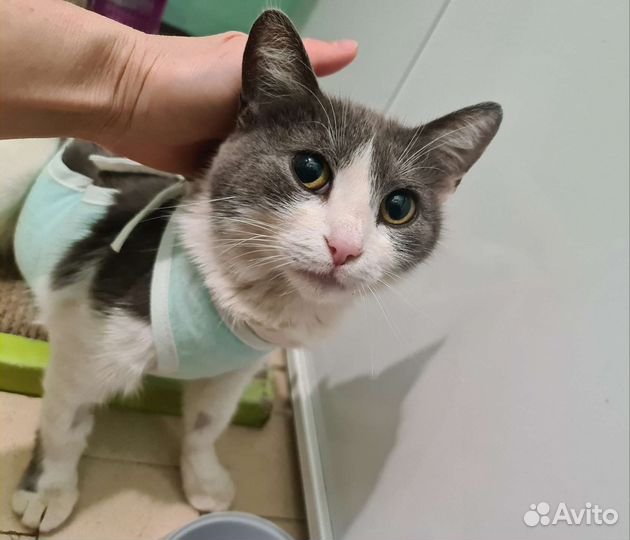 Стерилизованная кошка Фима. Самая обычная