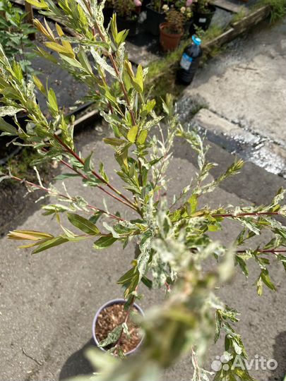 Ива хакуро нишики на штамбе