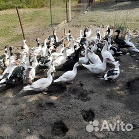 Петух и утки домашние