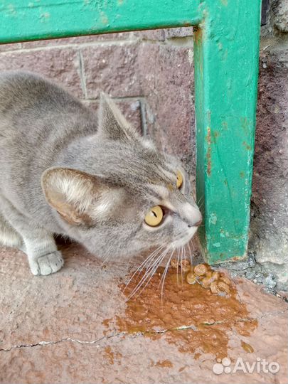 Кошка бездомная серая