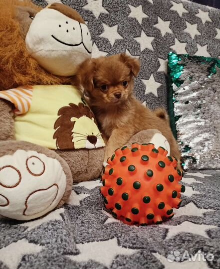 Мини мальчик