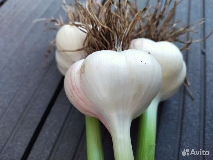 Чеснок зимний