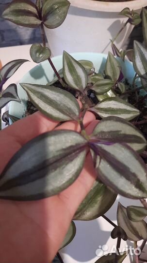 Традесканция (срез 5 шт)