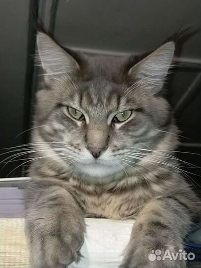 Котик мейн-кун