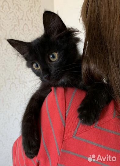 Котята Черные Пантерки в дар