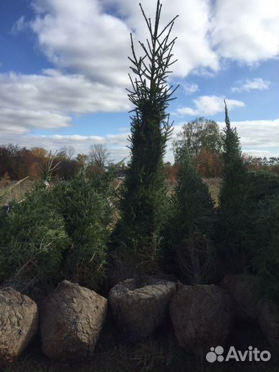 Крупномеры, Саженцы Ели и Сосны