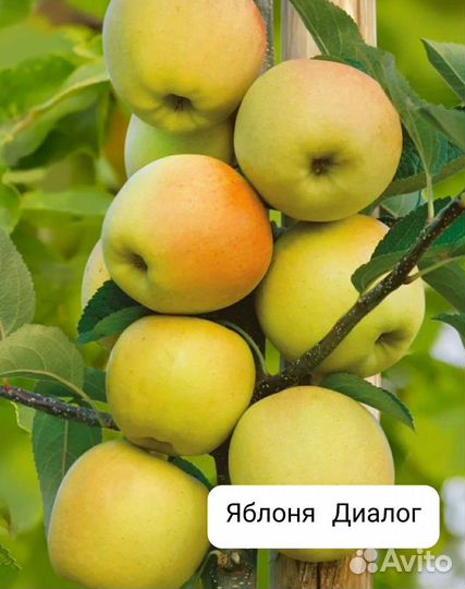 Саженцы яблок