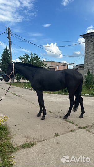 Кобыла спортивная помесь