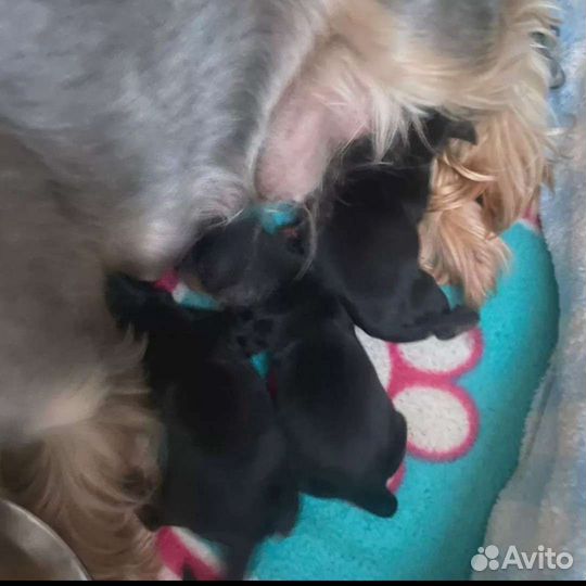 Йоркширский терьер вязка