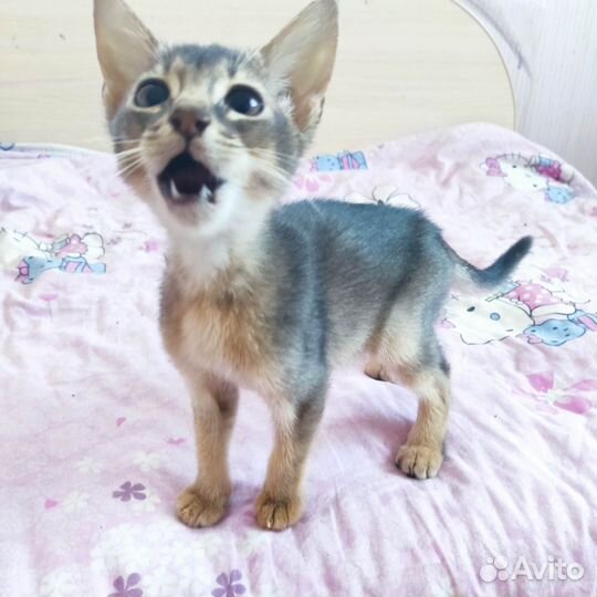Абиссинские котята