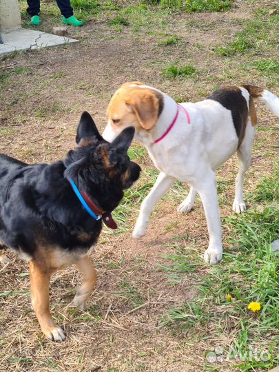 Девочка в добрые руки