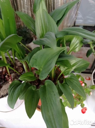 Комнатные растения цветы