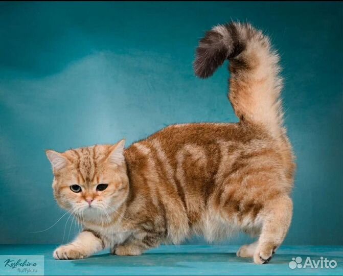 Мраморный особенный золотой котик