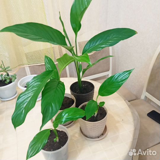 Комнатные цветы