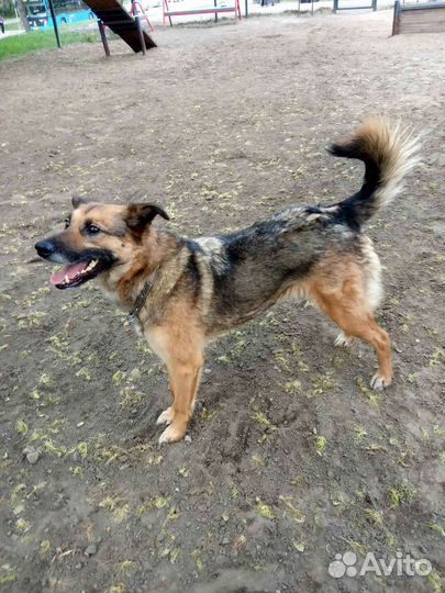 Метис овчарки Ася в поисках мампап