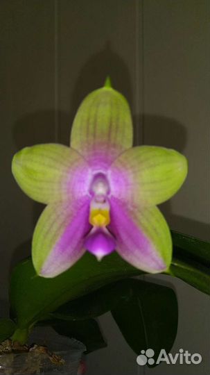 Орхидея Meidarland Kaiulani цветет