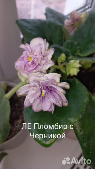 Сортовые фиалки