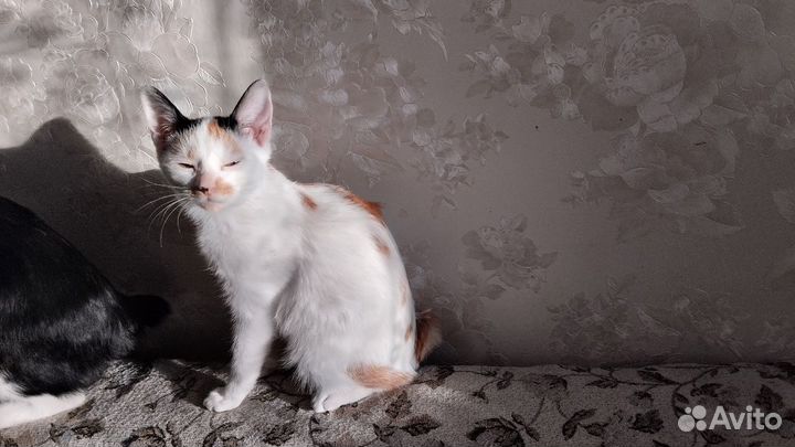 Котята счастья