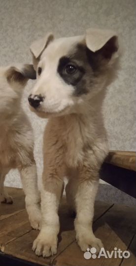 Щеночек мальчишка