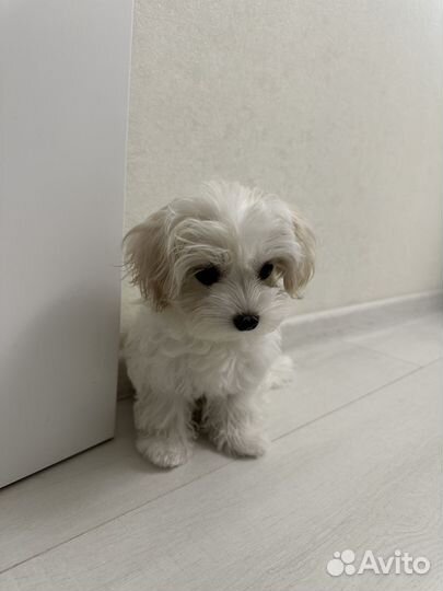 Щенки мальтипу микро