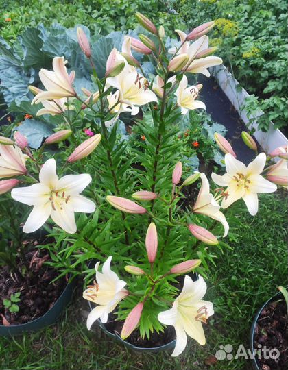 Пионы, Лилии, Лилейник